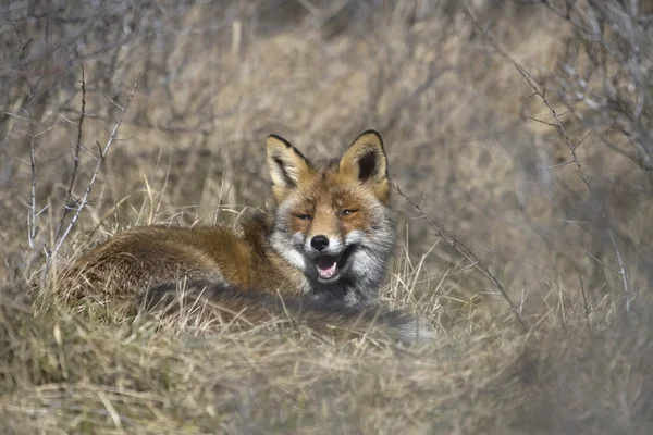 Fox sdraiata nell'erba nella zona naturale AWD, Paesi Bassi — Foto Stock