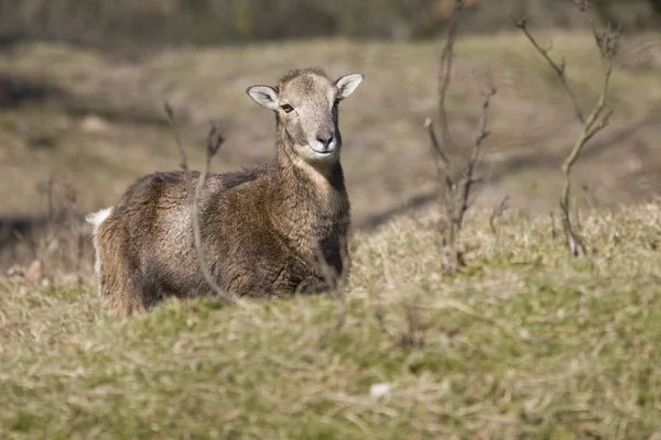 オランダの自然な区域 awd で女性 mouflon — ストック写真