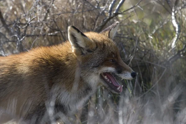 Ritratto di volpe in aree naturali AWD, Paesi Bassi — Foto Stock