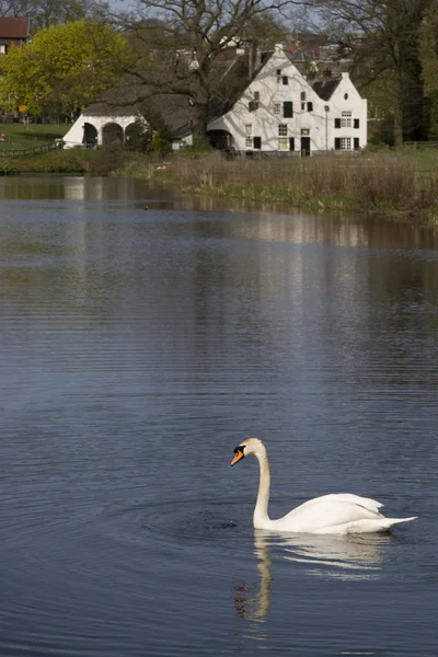 Mute Swan in The St. Jansbeek in Sonsbeek park in Arnhem, Netherlands — Stock Photo, Image