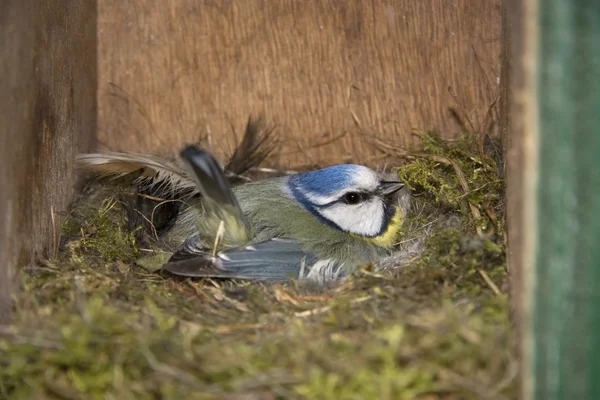 Insight into a hive of a blue tit, Netherlands — Stock Photo, Image