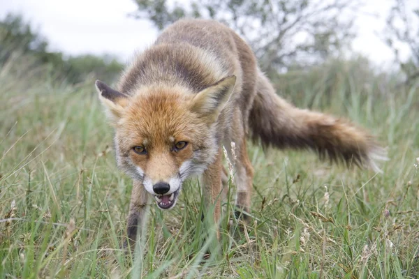 Fox in the Amsterdam Waterworks Dune Area, Paesi Bassi — Foto Stock