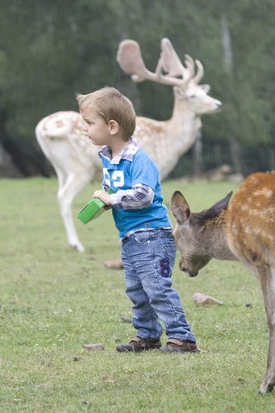 Criança pequena entre o cervo do pousio, Hochwildpark Rhineland-Kommern Mechernich, Alemanha — Fotografia de Stock