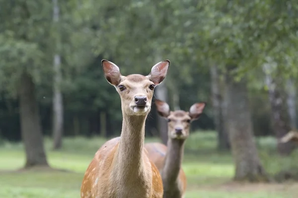 Лань, Мехерніху Рейнланд-Kommern Hochwildpark, Німеччина — стокове фото