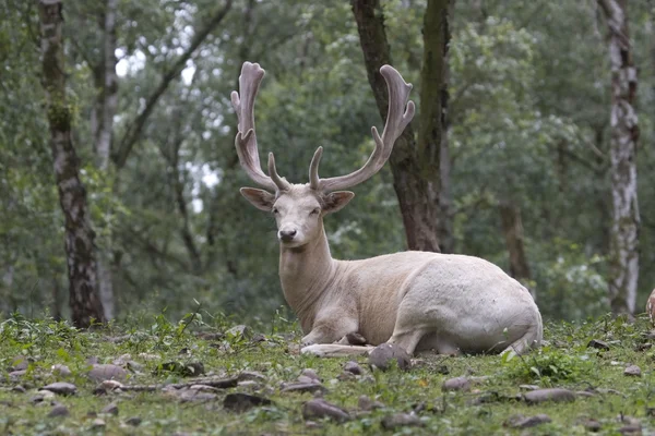 White fallow deer in Hochwildpark Rhineland-Kommern Mechernich, Germany — Stock Photo, Image