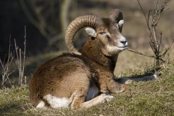 Muflon w spoczynku w naturalnych obszarach awd, Holandia Zdjęcia Stockowe bez tantiem