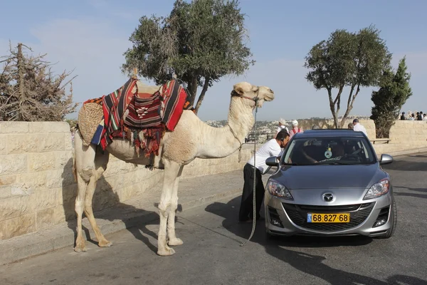 Kamel auf dem Olivenberg in jerusalem, israel — Stockfoto