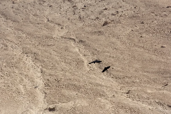 Kraaien vliegen rond boven de wildernis van masada, Israël — Stockfoto