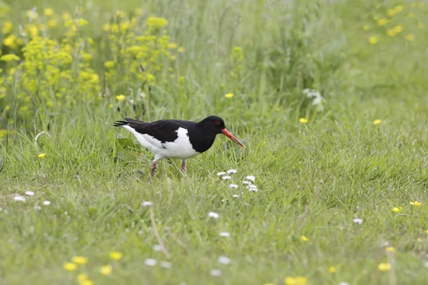 Oystercatcher in pasture — Stock Photo, Image