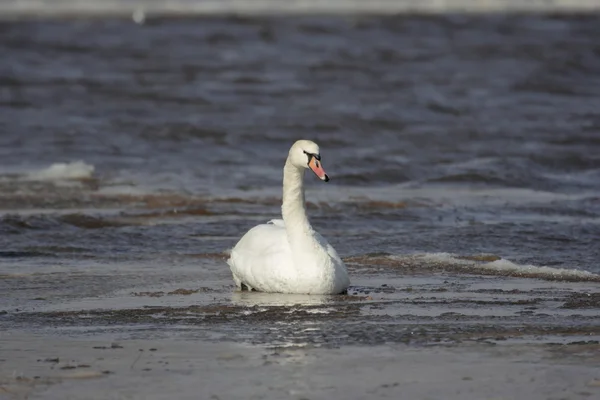 Mute Swan i søen Skovbrugsgees, Holland - Stock-foto