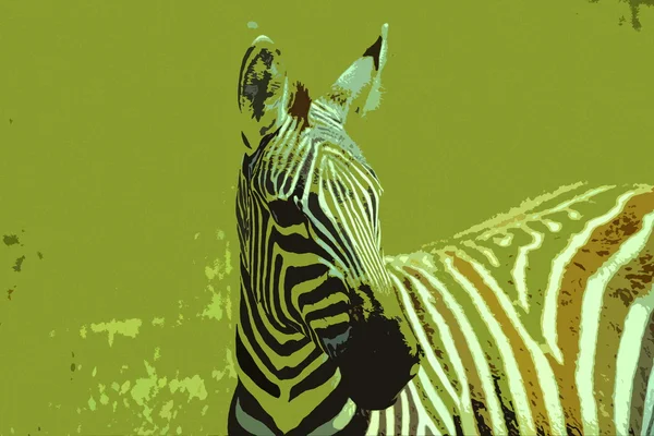 Zebra w Kenii, w Afryce — Zdjęcie stockowe