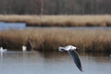 doğa alanı boerveense Utrecht içinde Akdeniz martı