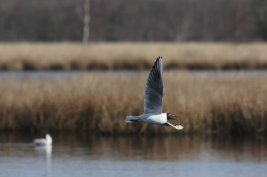 doğa alanı boerveense Utrecht içinde Akdeniz martı