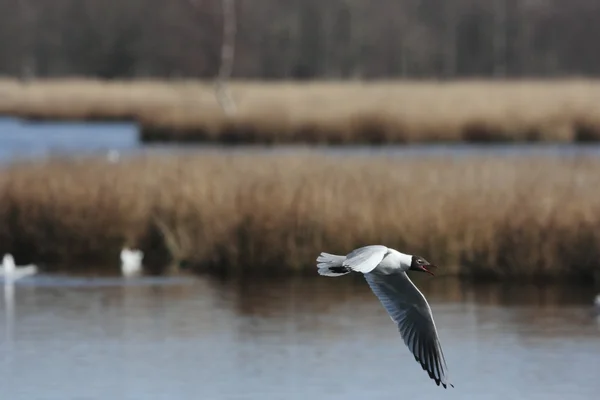 Medelhavet måsar i naturen fältet boerveense plassen — Stockfoto