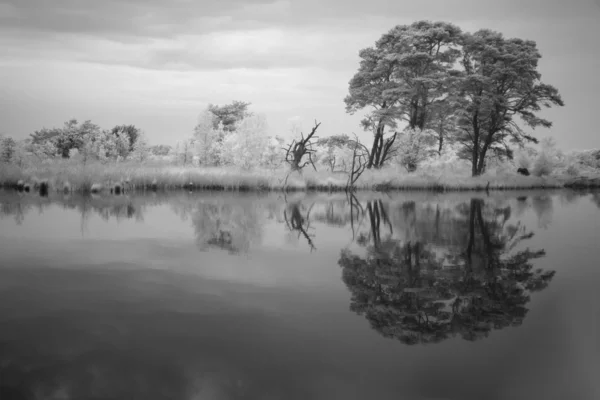 Infrared photo of a tree reflecting in the water — Stock Photo, Image