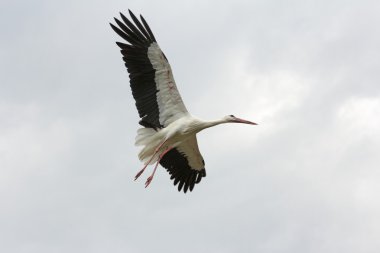 Beschrijving: Hollanda stork uçan