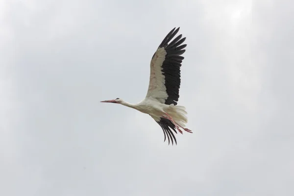 Flygande stork i Nederländerna — Stockfoto