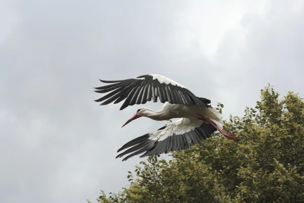 Description : Cigogne volante aux Pays-Bas — Photo