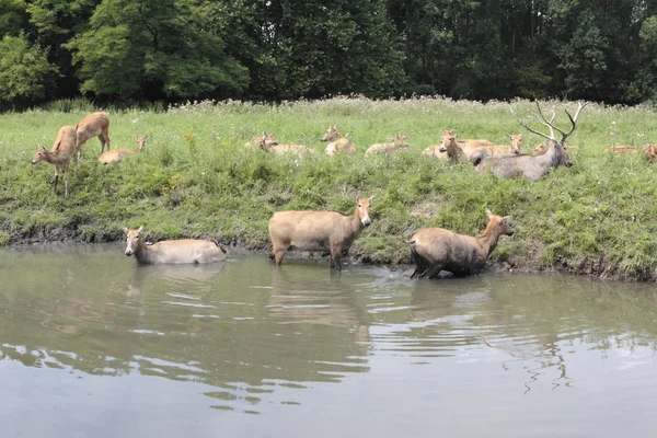 Ciervos se están enfriando en el agua, Holanda —  Fotos de Stock