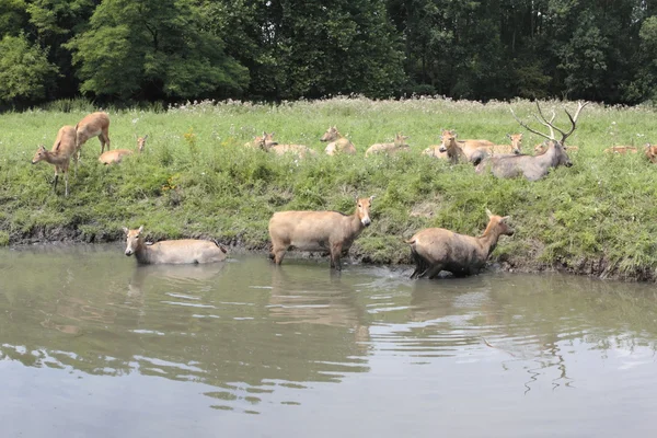 Ciervos se están enfriando en el agua, Holanda — Foto de Stock