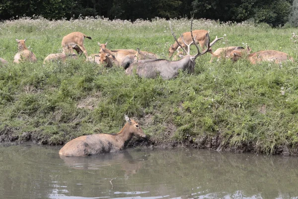 Herten zijn koeling in het water, Nederland — Stockfoto
