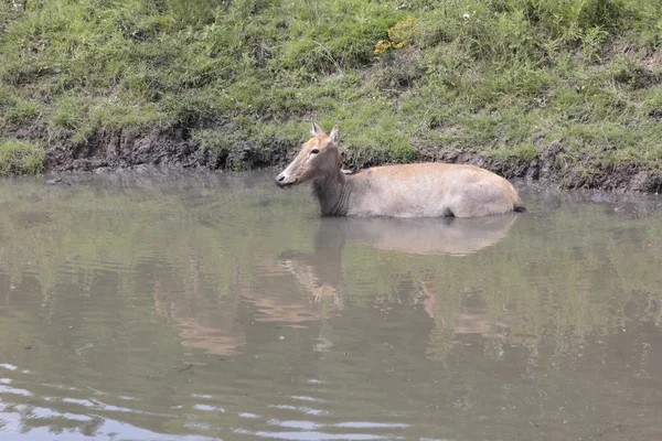 Ciervos se están enfriando en el agua, Holanda — Foto de Stock
