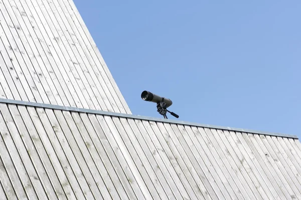 Деталь птах чекає у Griend, Нідерланди — стокове фото