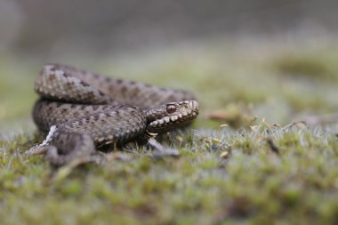 Viper üzerinde drenthe heath, Hollanda