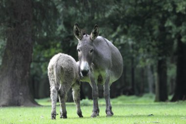eşek yavrusunu, Almanya emzirir.