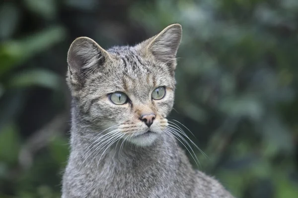 Wild cat in wildlife park, Germany — Stock Photo, Image