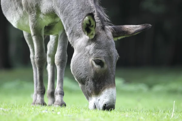 Asino al pascolo nel parco faunistico, Germania — Foto Stock