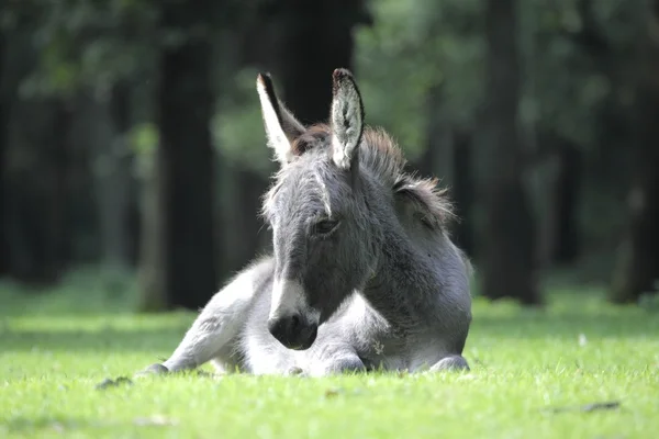 Mladý osel ležící na trávě v wildlife park, Německo — Stock fotografie