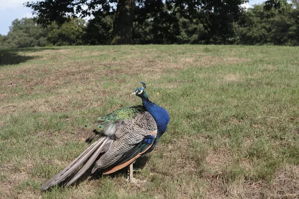 Peacock cock in wildlife park, Germania — Foto Stock