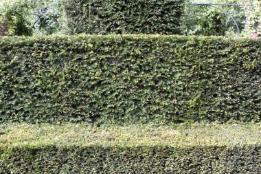 Hedge üzerinde Emlak verhildersum, Hollanda