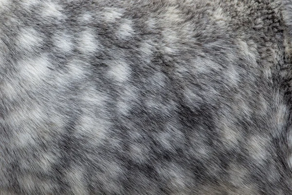 Dettaglio del mantello di cavallo islandese — Foto Stock