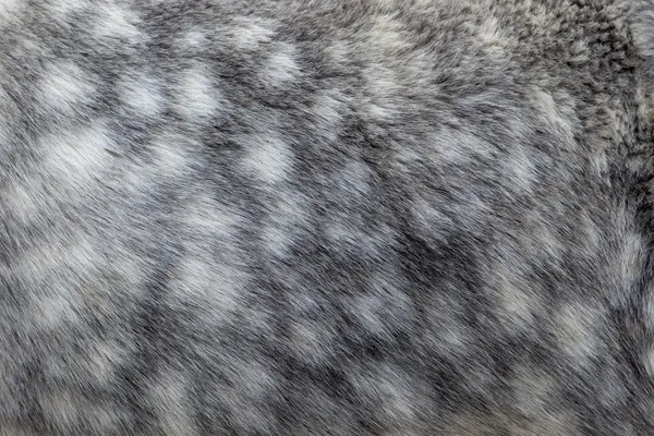 Detalj av pälsen på islandshäst Royaltyfria Stockfoton