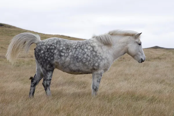 IJslandse paard in de weide-IJsland Rechtenvrije Stockafbeeldingen