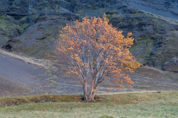 Árbol en colores otoñales un valle montañoso — Foto de Stock