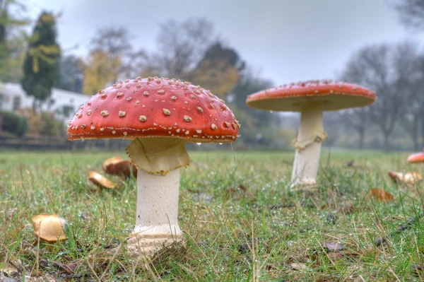 Fly agarics en carretera de la ciudad, Países Bajos —  Fotos de Stock