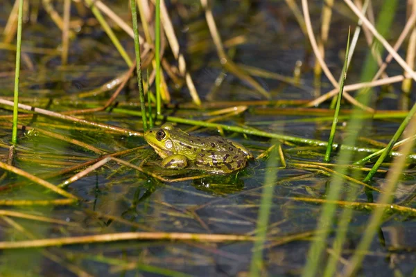 Green frog in bog lake — Stock Photo, Image