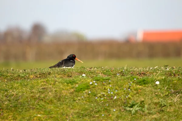 Oystercatcher on an embankment in the polder of Huissen — Stock Photo, Image