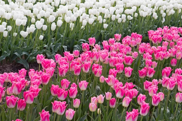 Pink and white tulips, Netherlands — Stockfoto