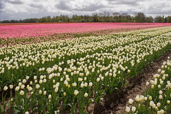 Pink and white tulips, Netherlands — Stockfoto