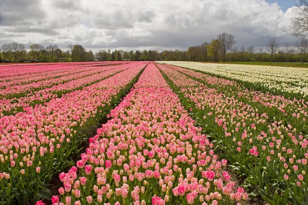 Pink tulips, Países Baixos — Fotografia de Stock