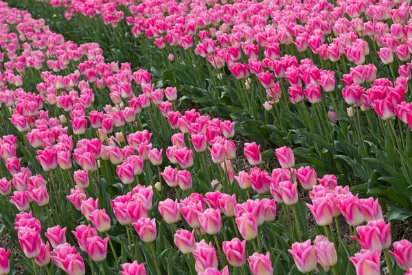 Розовые тюльпаны, Нидерланды — стоковое фото