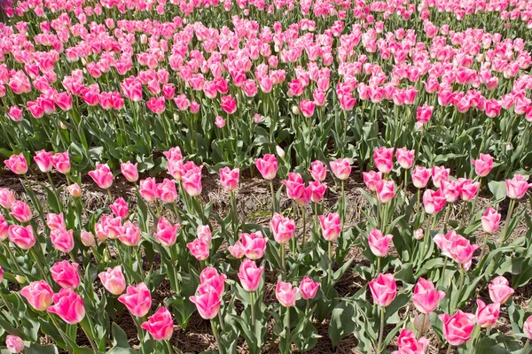 Rosa Tulpen, Niederlande — Stockfoto