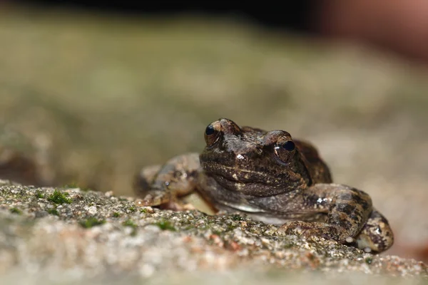 Greek stream frog in Bulgaria — Stock Photo, Image