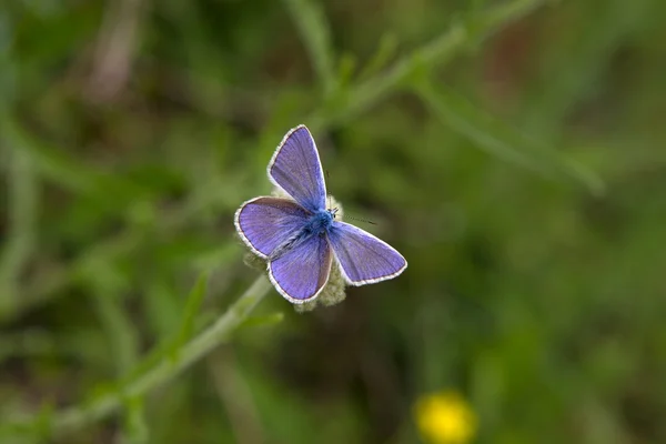 Azul común sentado en una flor en las montañas Pirin en Bulgaria — Foto de Stock