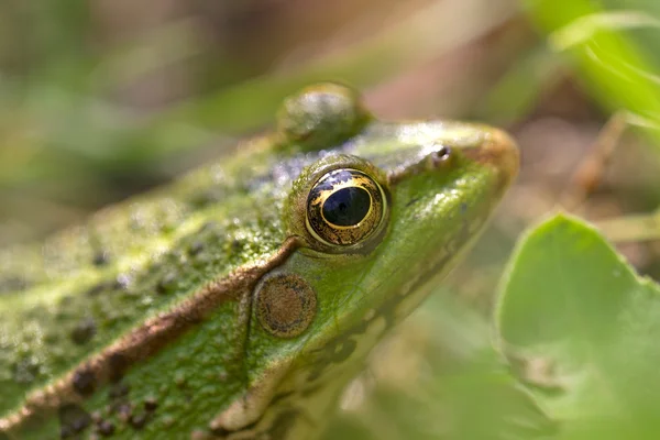 Portrait of a Green frog in Rupite, Bulgaria — Stock Photo, Image