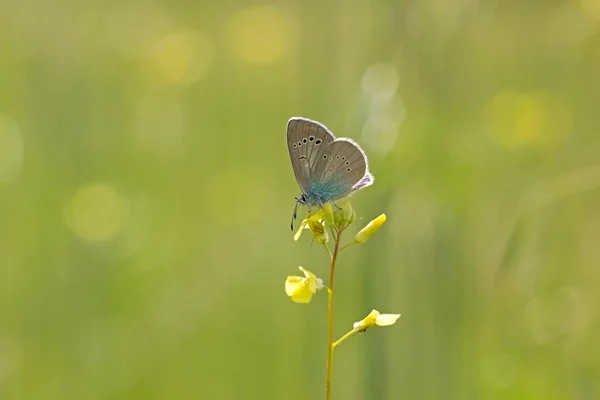 Azul comum sentado em uma flor nas montanhas Pirin, na Bulgária — Fotografia de Stock